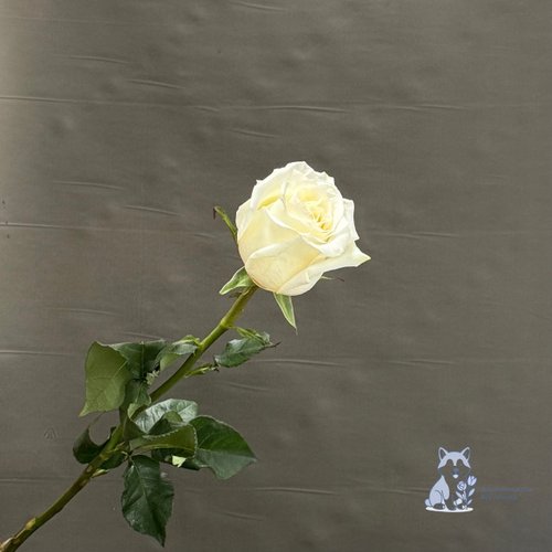 Роза бело-желтая