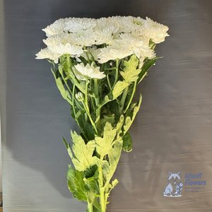 Хризантема белая кустовая махровая