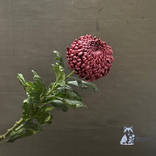 Хризантема "Бигуди" винная одноголовая