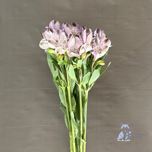 Альстромерия сиреневая