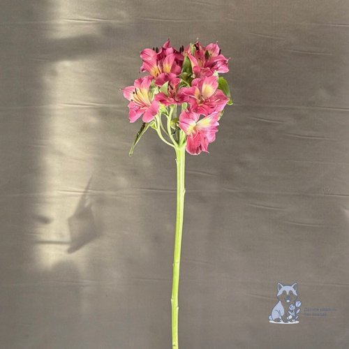 Альстромерия розово-желтая