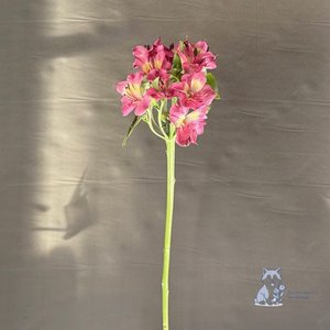 Альстромерия розово-желтая