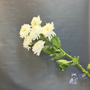 Хризантема белая кустовая махровая