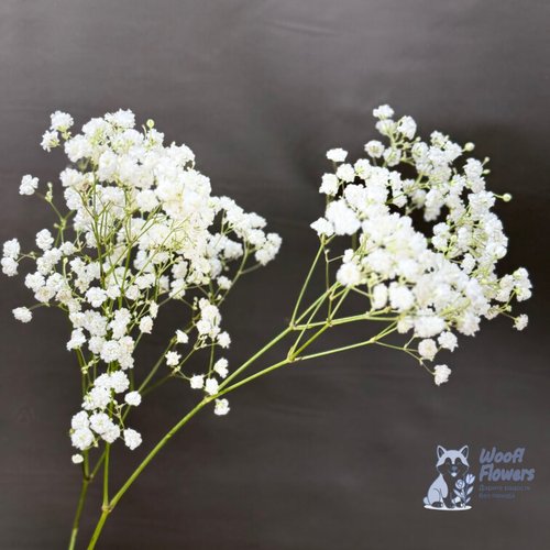 Гипсофила белая